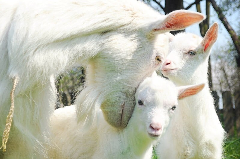 Cría de cabra con su madre