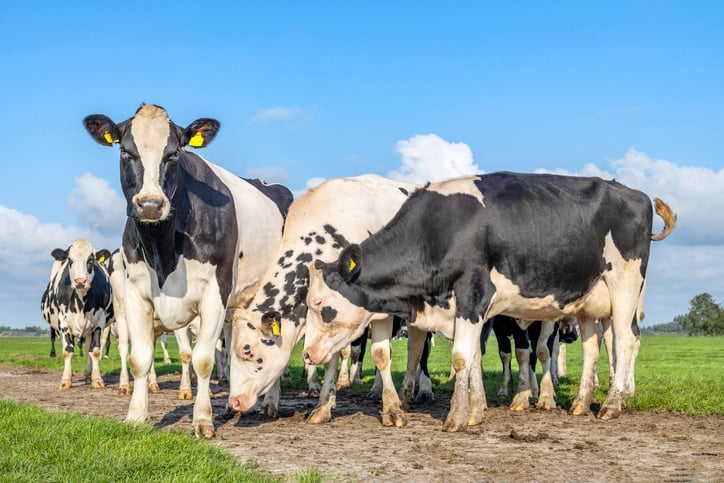 dairy-cow-diseases