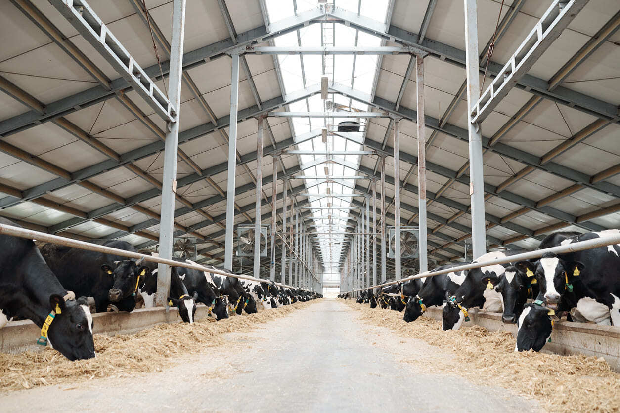 dairy farming