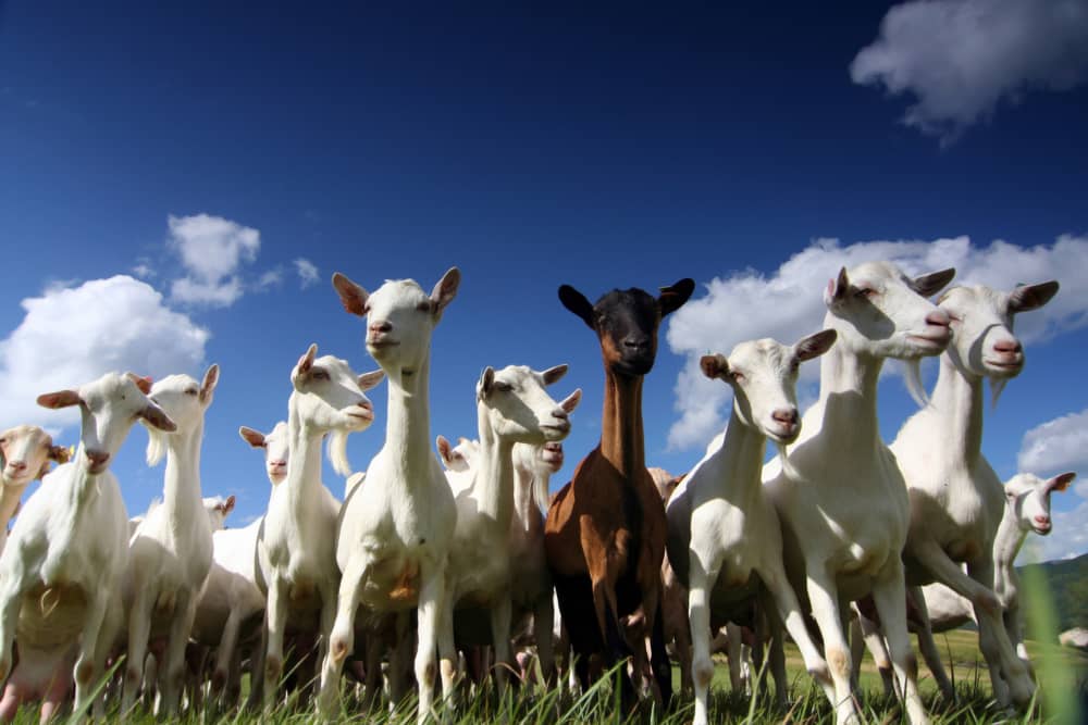 Mejora de la producción lechera en cabras de las razas payoya y f...