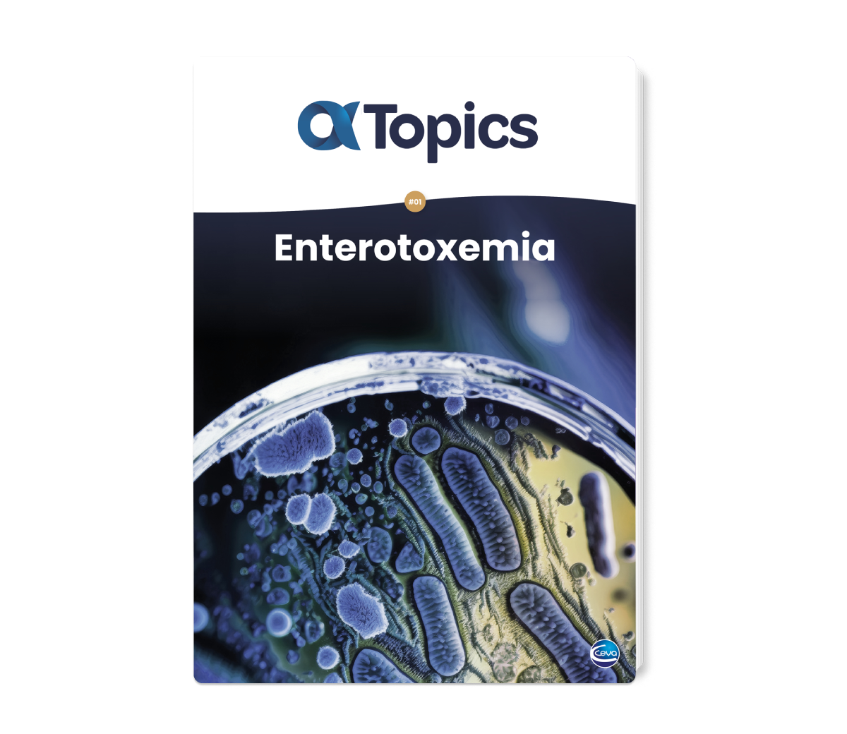 enterotoxemia 3d updated