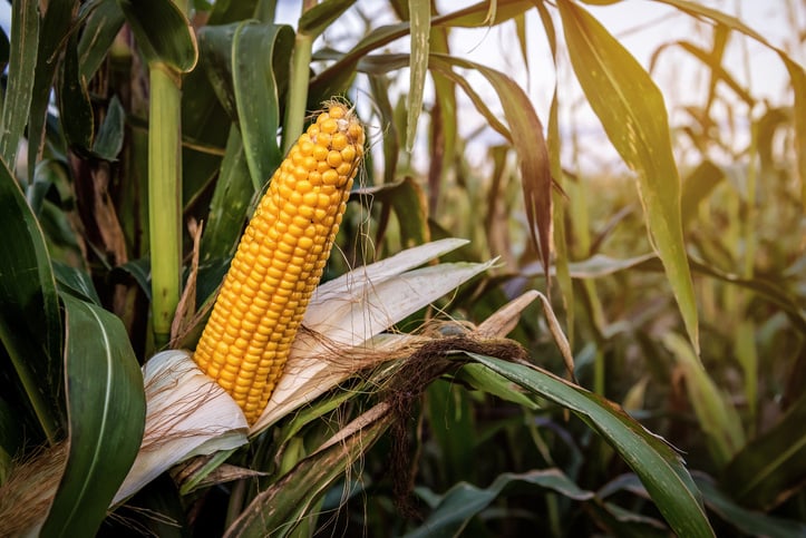 corn silage