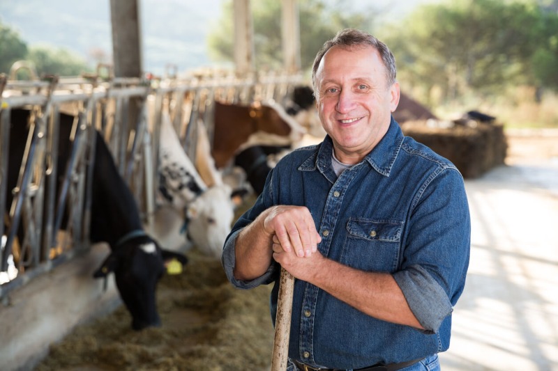 ganadería española ganadero con vacas