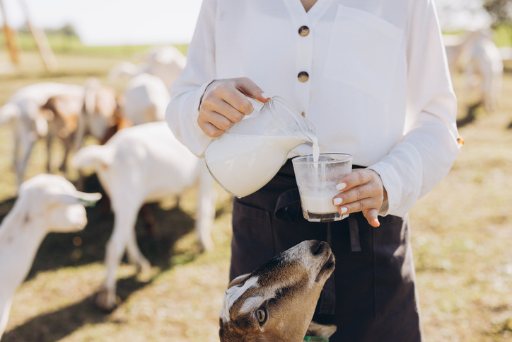 goat-milk-production