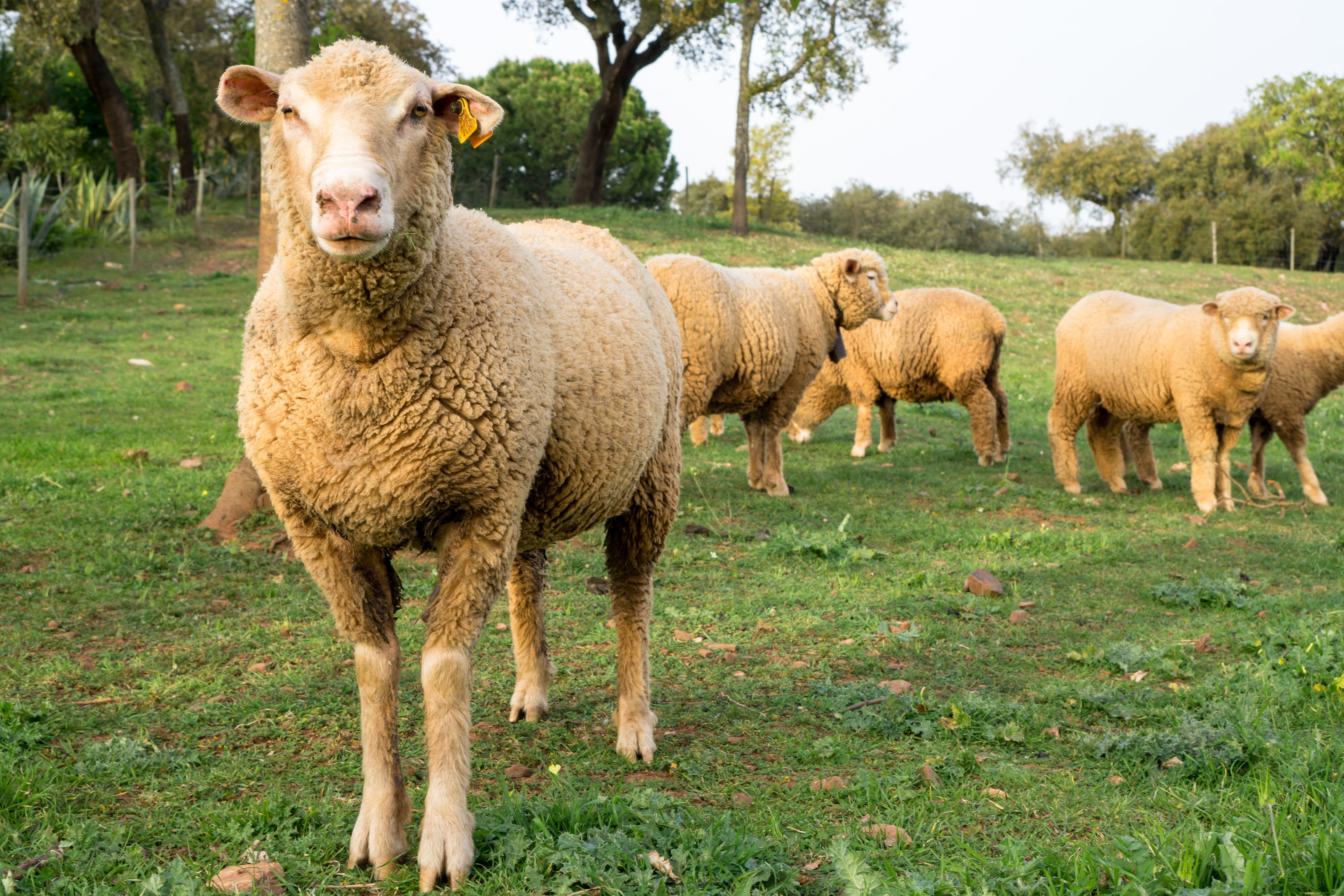Ganado ovino: cómo beneficia la melatonina en su reproducción