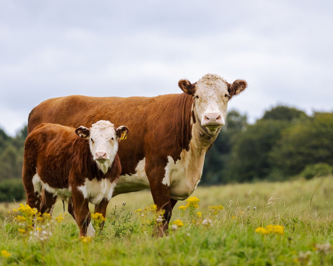 Cow calf operations