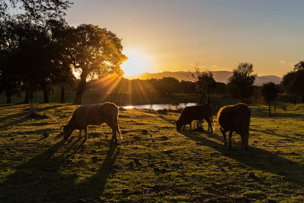 livestock insurance