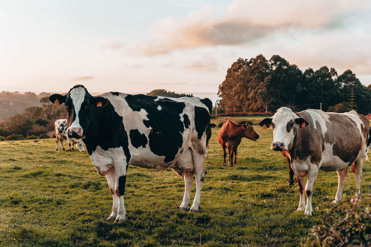 bovine viral diarrhea