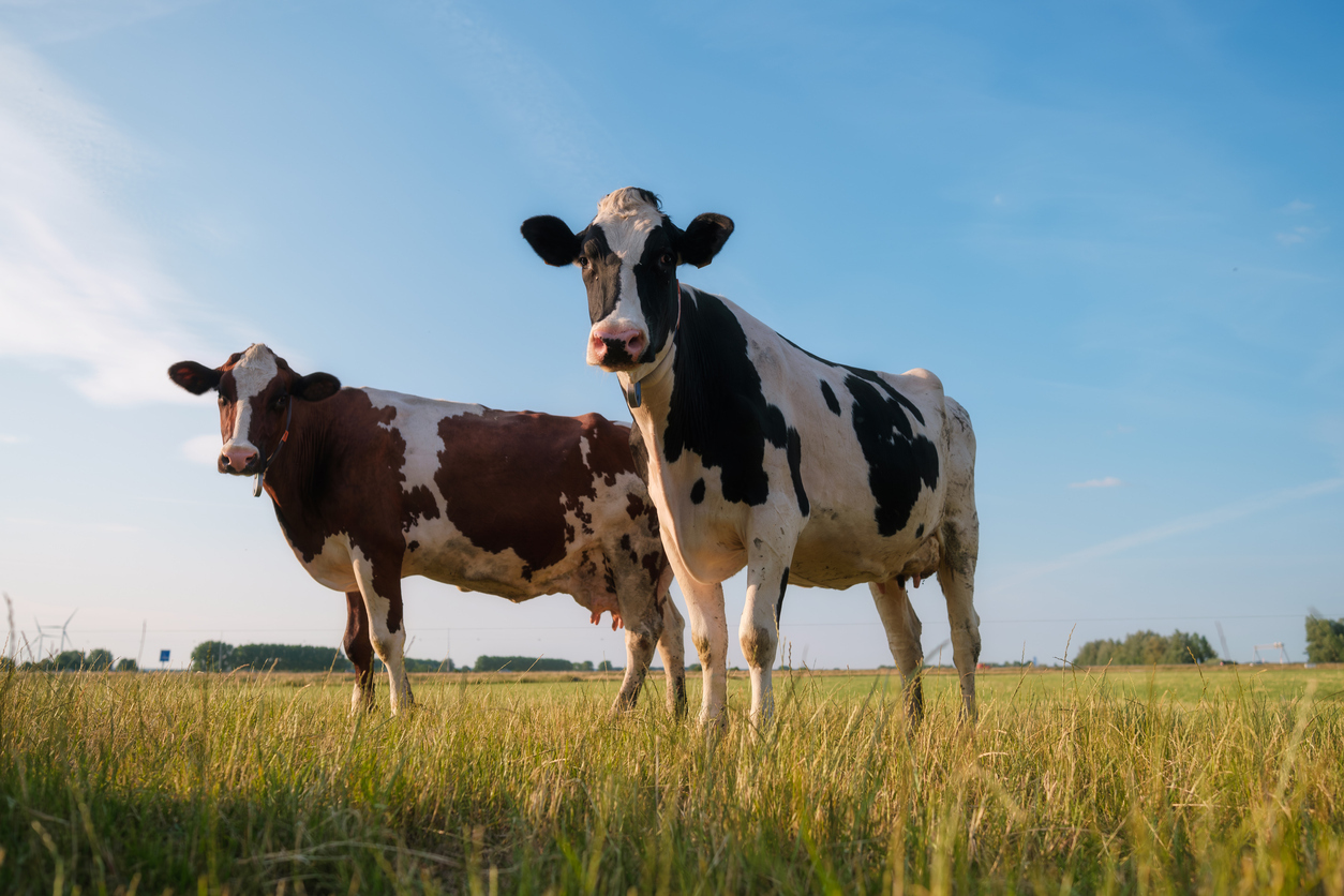 Infertility in dairy cows: Q fever herd prevalence is similar acr...