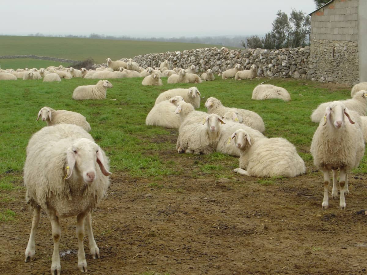 inseminacion artificial ovejas