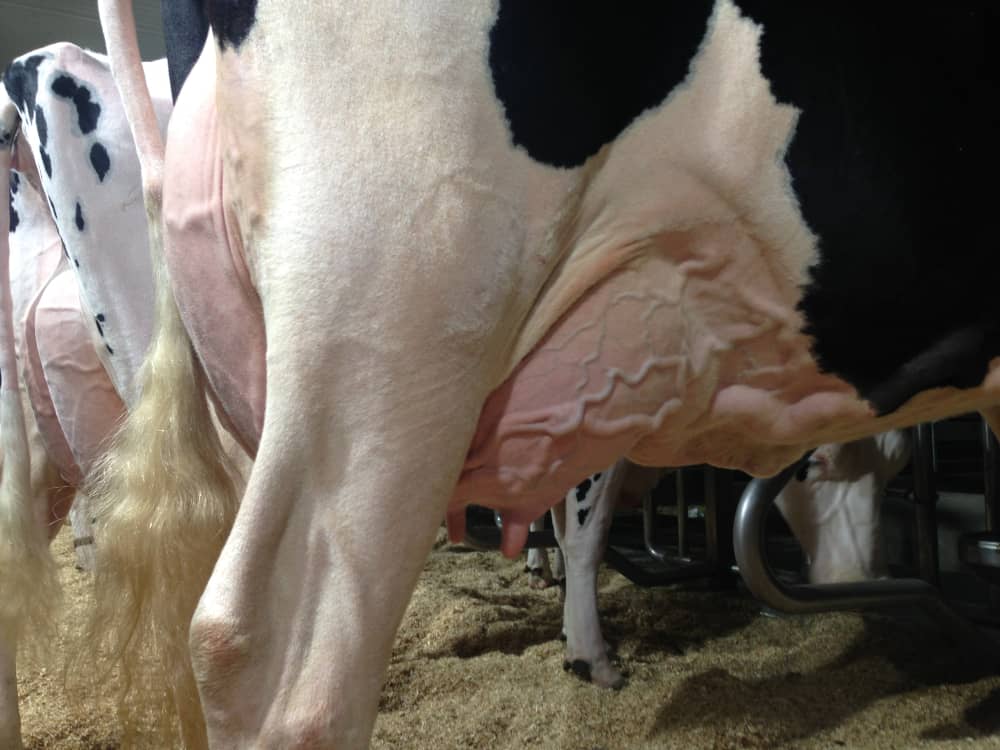 mastitis vacas
