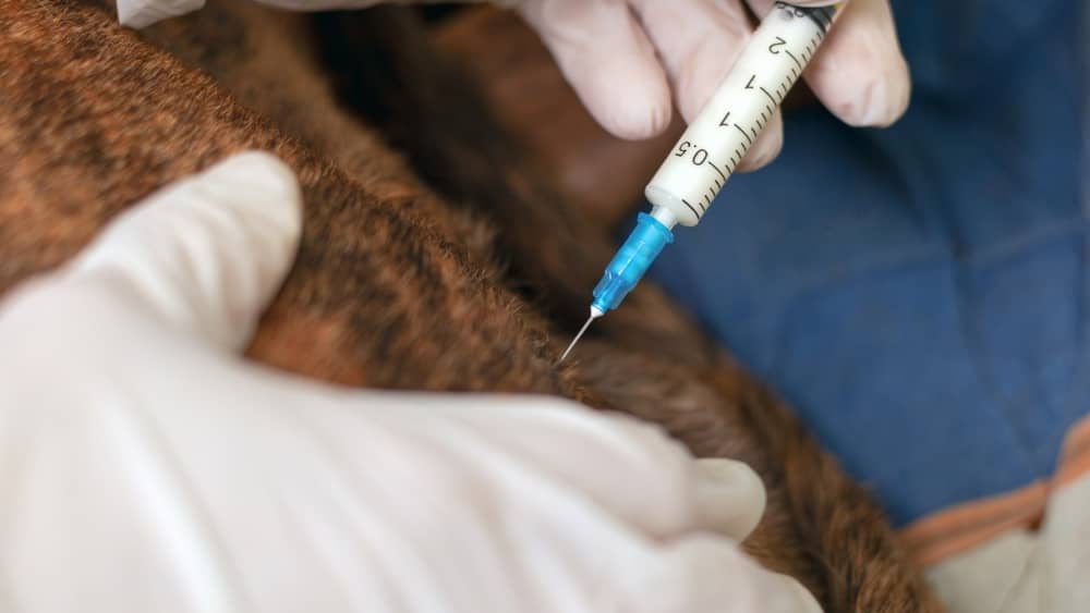 Primer plano de manos enguantadas de un veterinario insertando una aguja fina de jeringa calibrada en el tejido subcutáneo de un animal de pelaje marrón.