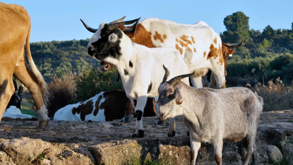 Grupo de rumiantes, vacas y cabras, pastando en entorno natural como ejemplo de manejo extensivo con enfoque preventivo sanitario.