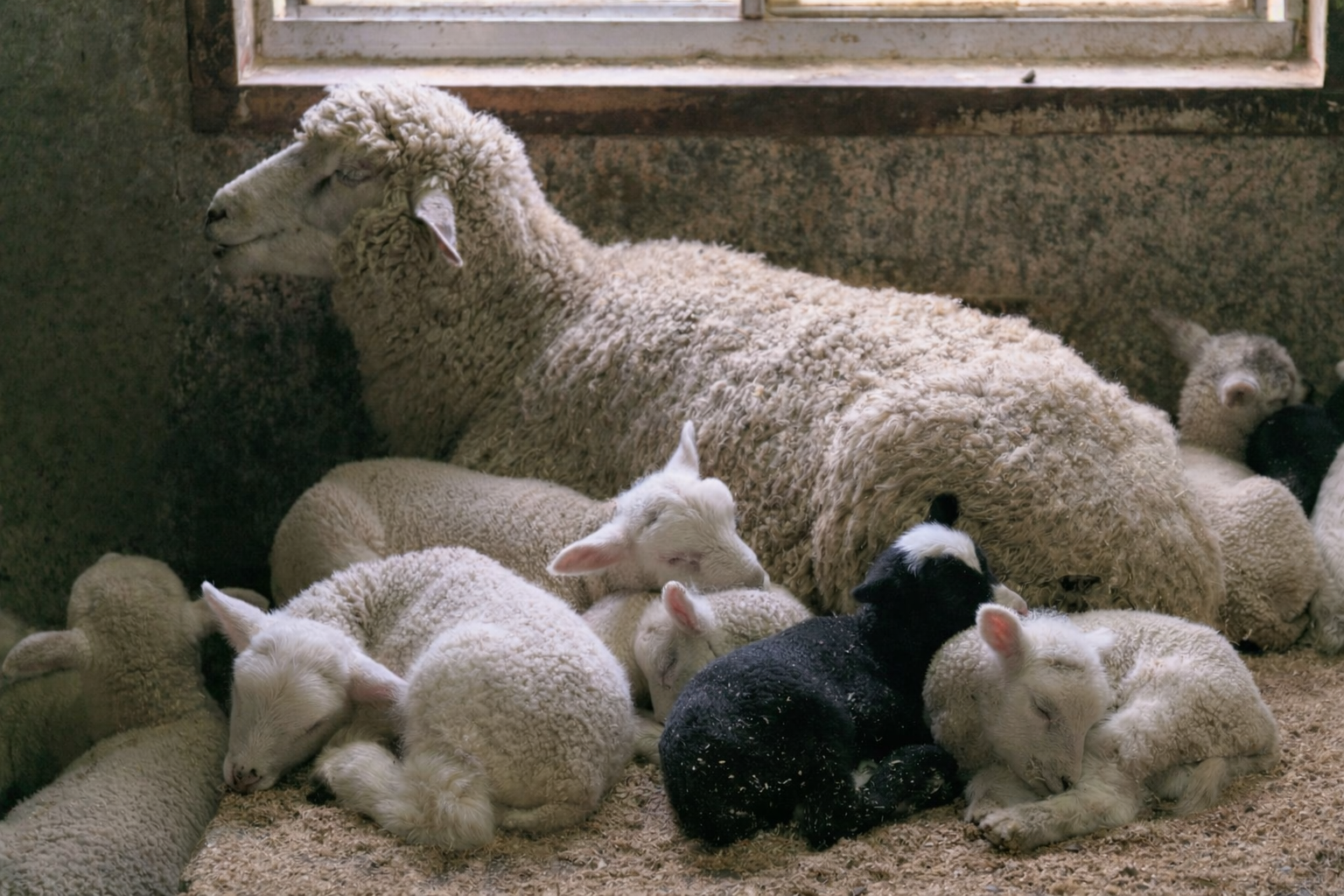 Los poderes ocultos del elixir del sueño: usos no reproductivos d...