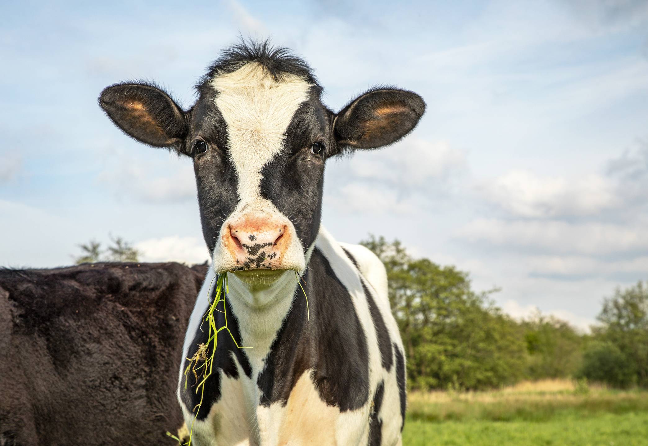 milk production