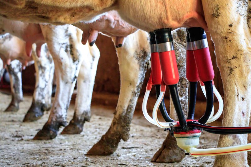 ordeñar vacas con máquina de ordeño