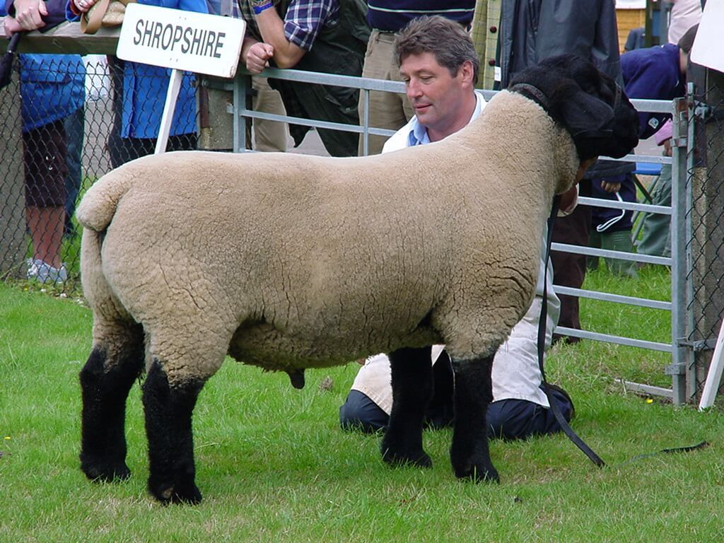 Macho de raza de ovejas Suffolk