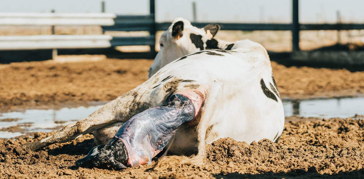 Cómo es el parto de las vacas y cómo reconocer distocias