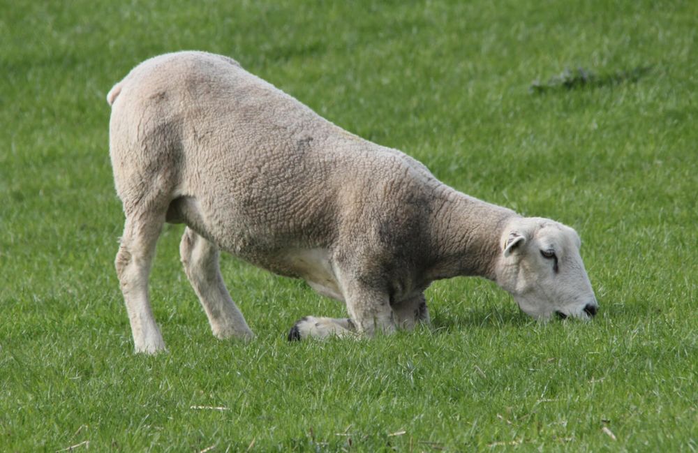 oveja comiendo apoyada en los carpos, signo claro de dolor y cojera, que puede ser causado por el pedero.