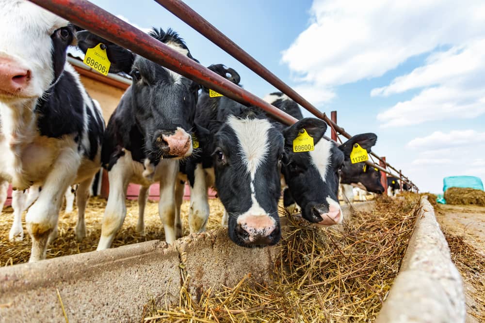 perdidas por gestación vacas