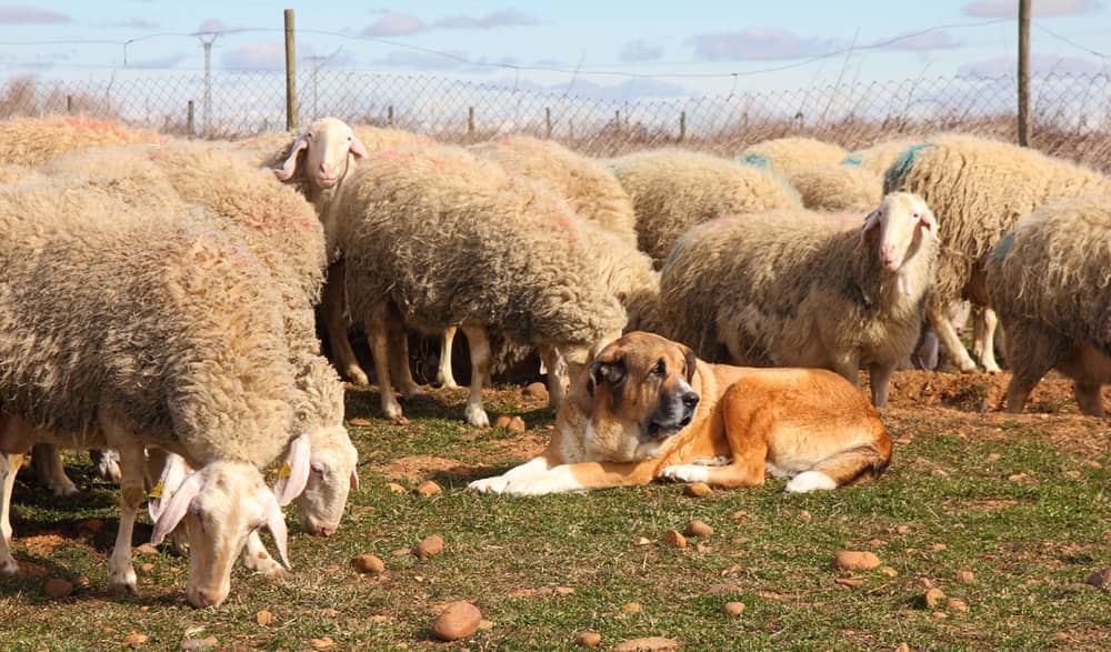 Perros pastores de oveja