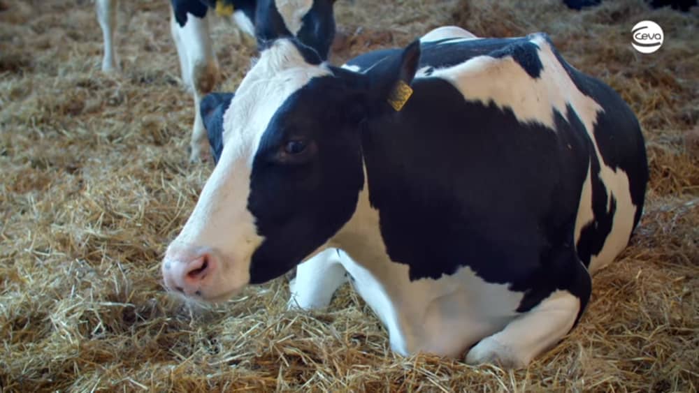 primera inseminación en novillas de vacas lecheras