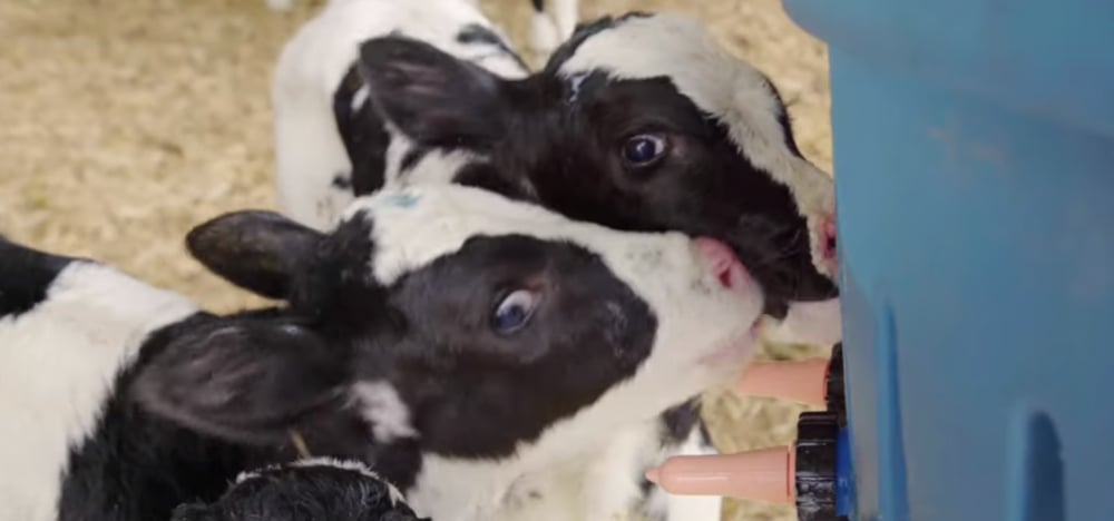 primera inseminación posparto vacas