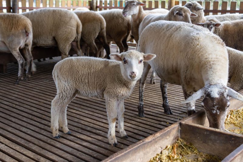 problemas reproductivos ovejas cordero