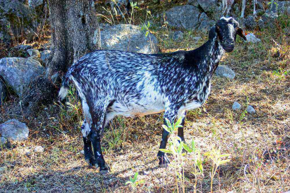 producción lechera cabras