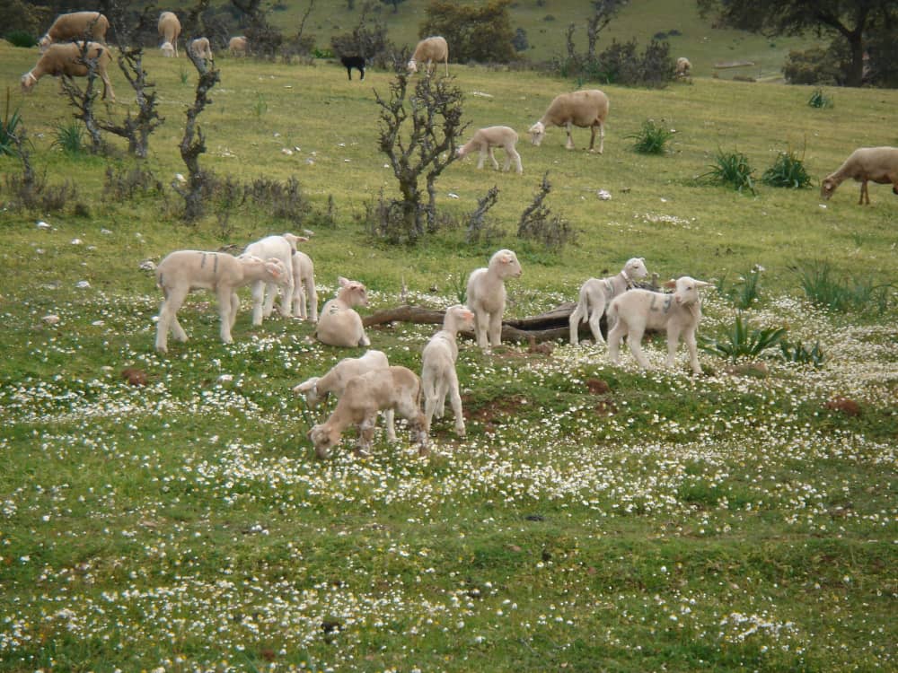 Corderos pastando sobre hierba con flores