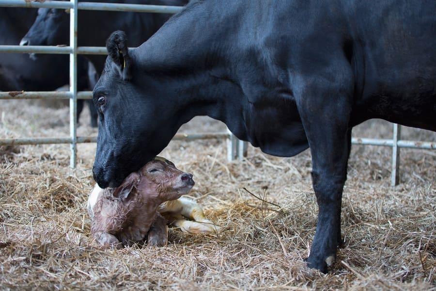 Μία μαύρη αγελάδα φροντίζει το νεογέννητο μοσχαράκι της που βρίσκεται ξαπλωμένο στο άχυρο μέσα στη φάρμα. 