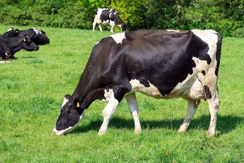 Razas de vaca: Frisona, la raza más extendida a nivel internacional por su aportación a la producción lechera. Destaca además, por su adaptabilidad, buen temperamento y facilidad de parto.