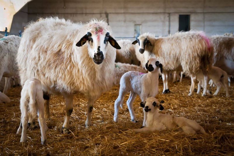 Conoce qué razas de oveja en España forman parte de la IGP lechazo de Castilla y León