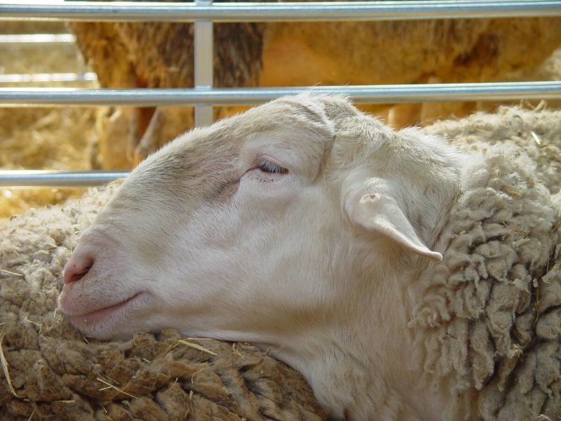 Razas de ovejas en España