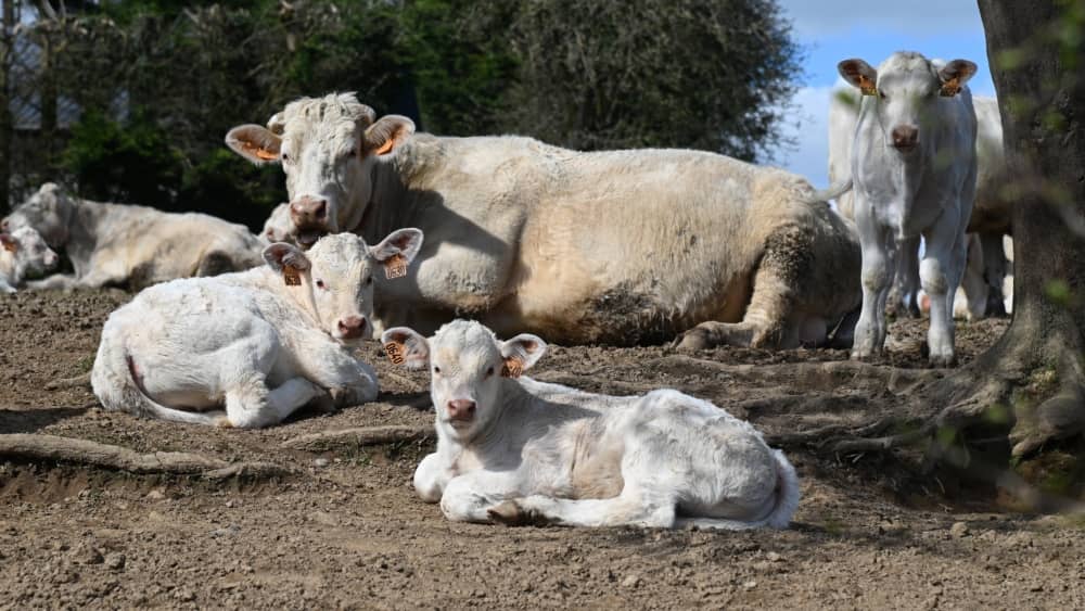Grupo de vacas y terneros lactantes de pelaje blanco crema. En primer plano, dos terneros recostados con crotales auriculares numerados “0630” y “0640” descansan sobre un suelo terroso con raíces superficiales. Al fondo, una vaca adulta recostada y vegetación arbórea.
