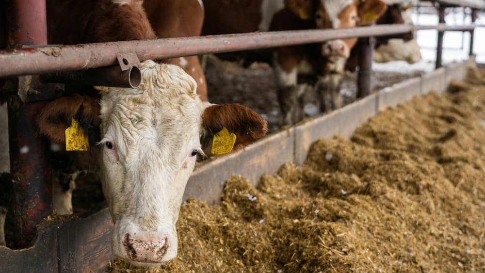 Vaca blanca con manchas marrones en un establo, asomada a un comedero lleno de forraje, con crotales amarillos en ambas orejas.
