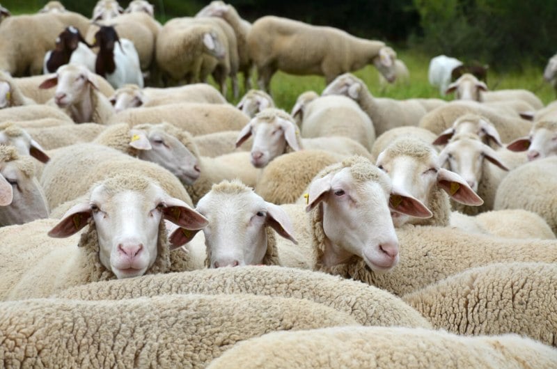 ramado de ovejas segureñas