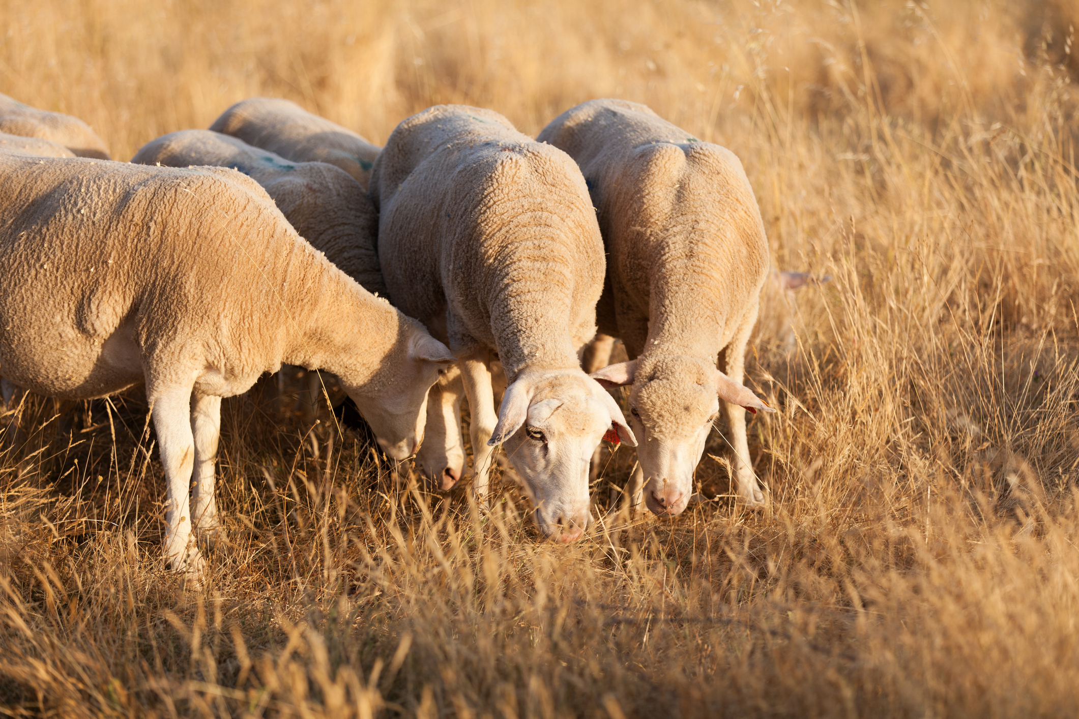 sheep breeding