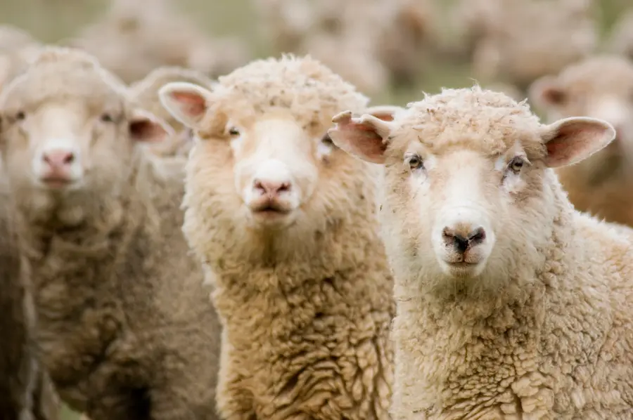 sheep reproduction