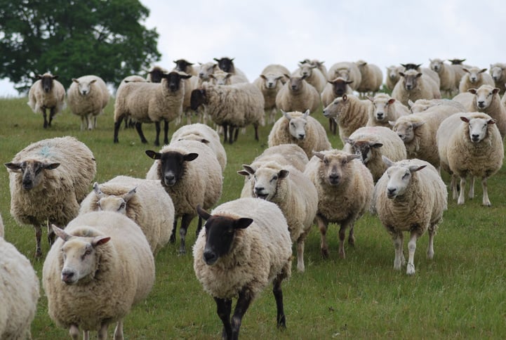 sheep-farming