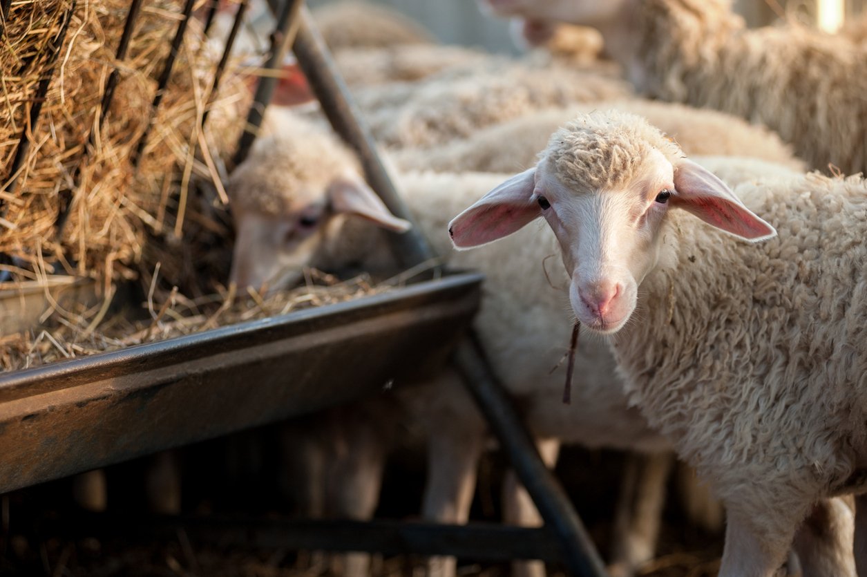 sheep feed