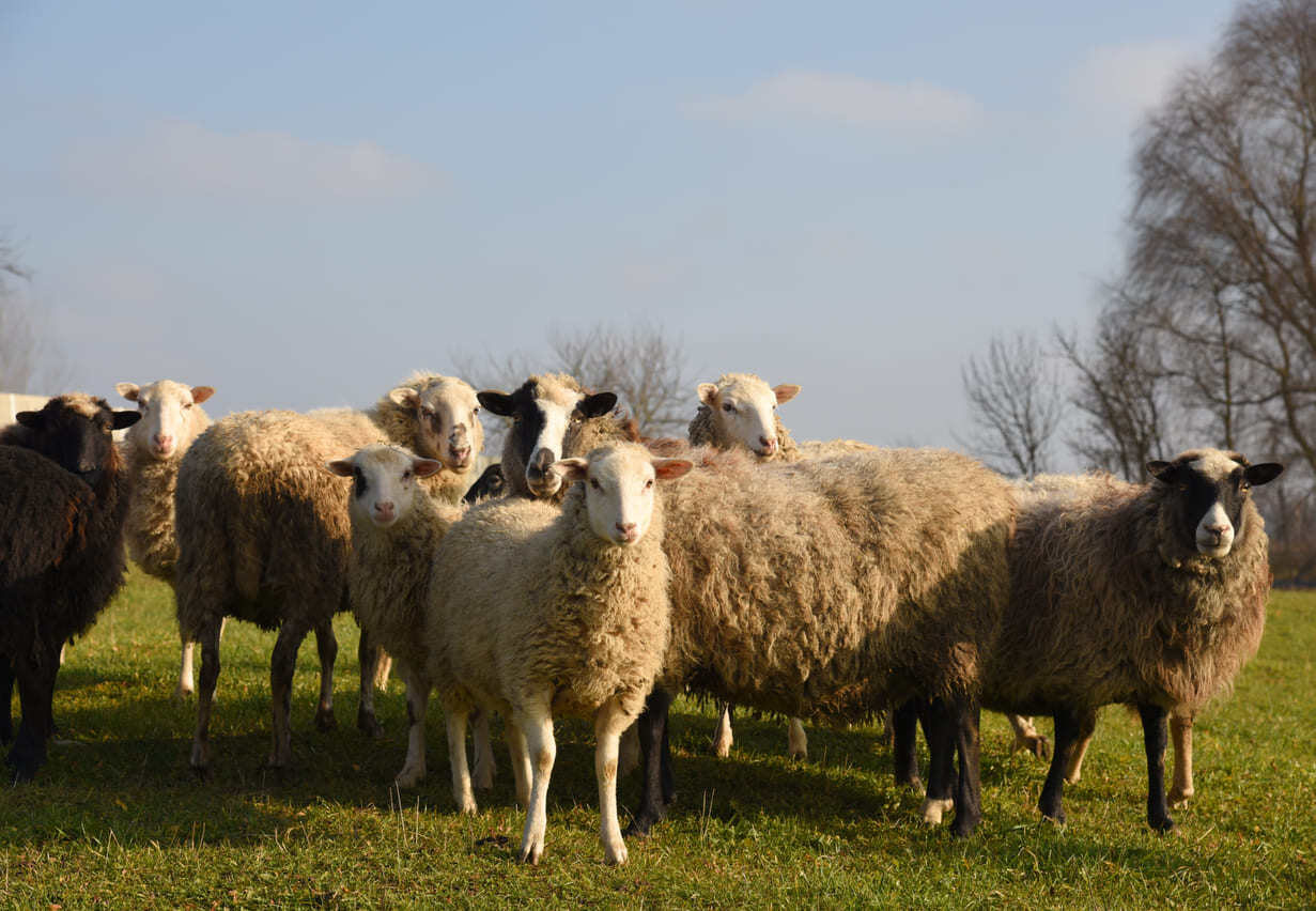 5 top dairy sheep breeds for exceptional milk production