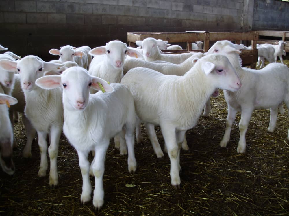 sistemas de cubrición ovina