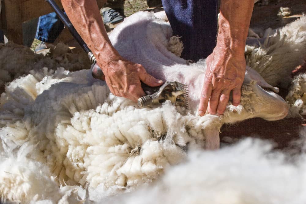 Suciedad en la lana
