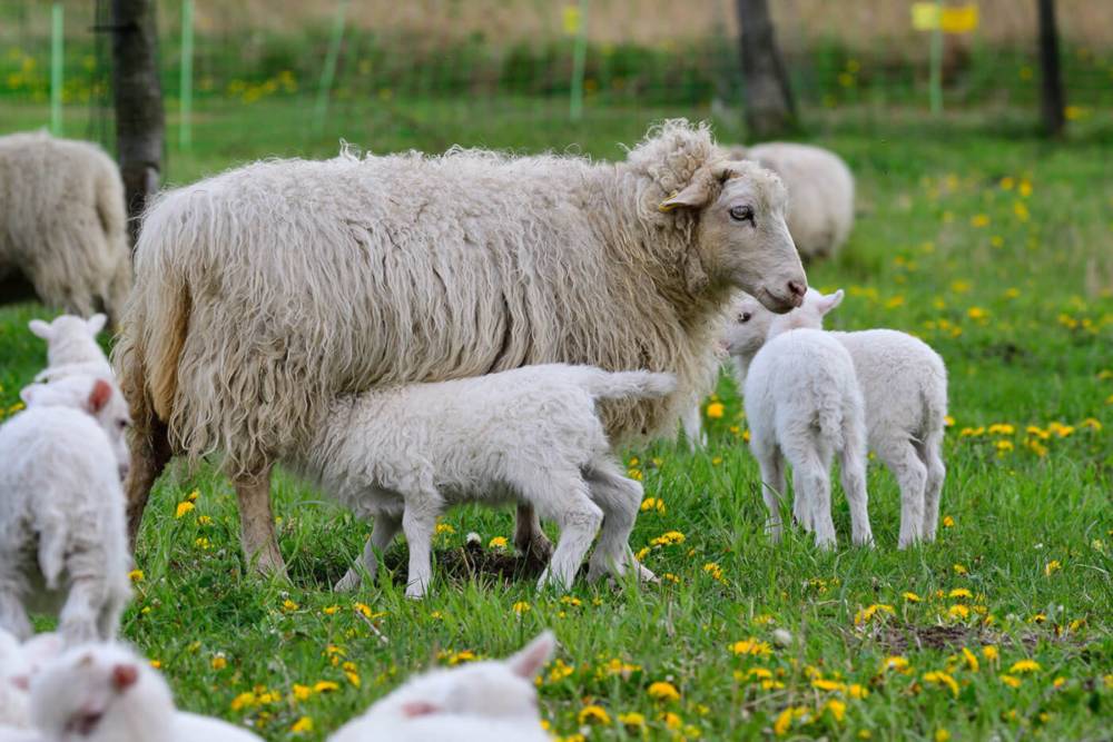 Tratamientos hormonales: ovejas en primavera con corderos.