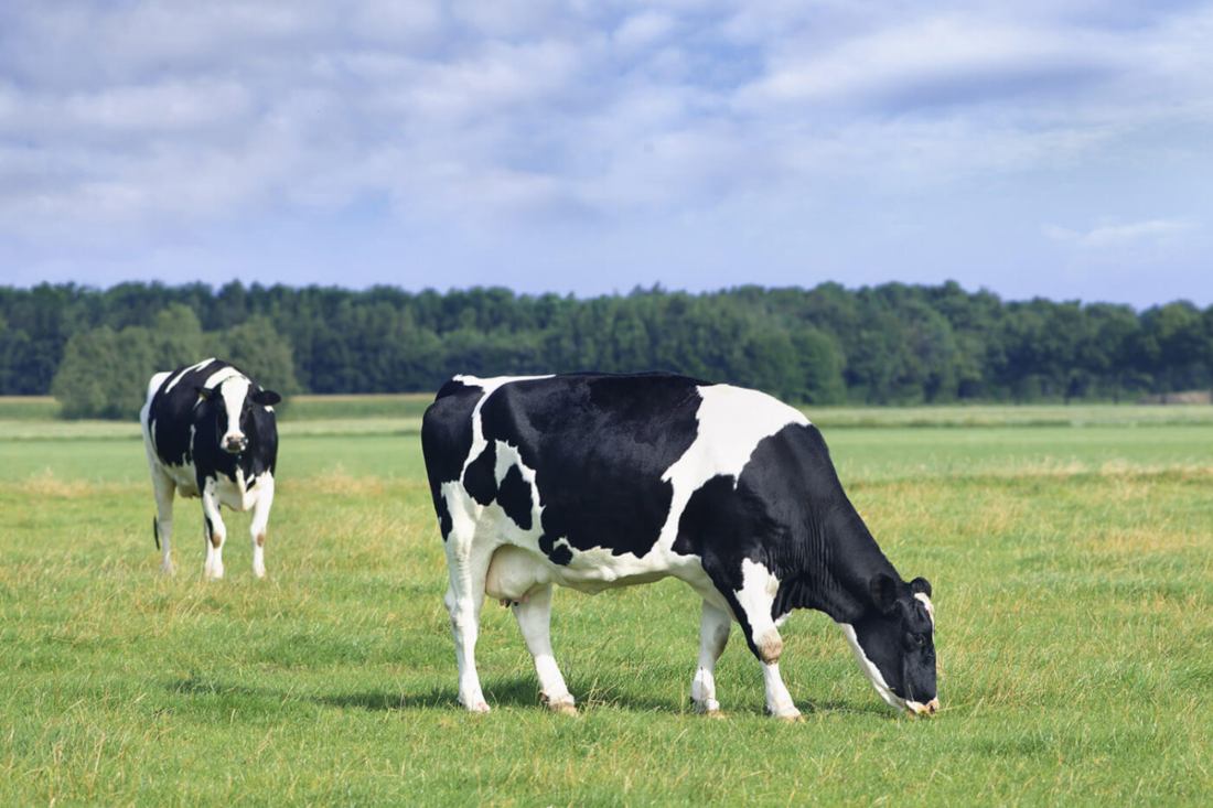 Vaca Holstein pastando en extensivo, una práctica cada vez menos habitual.
