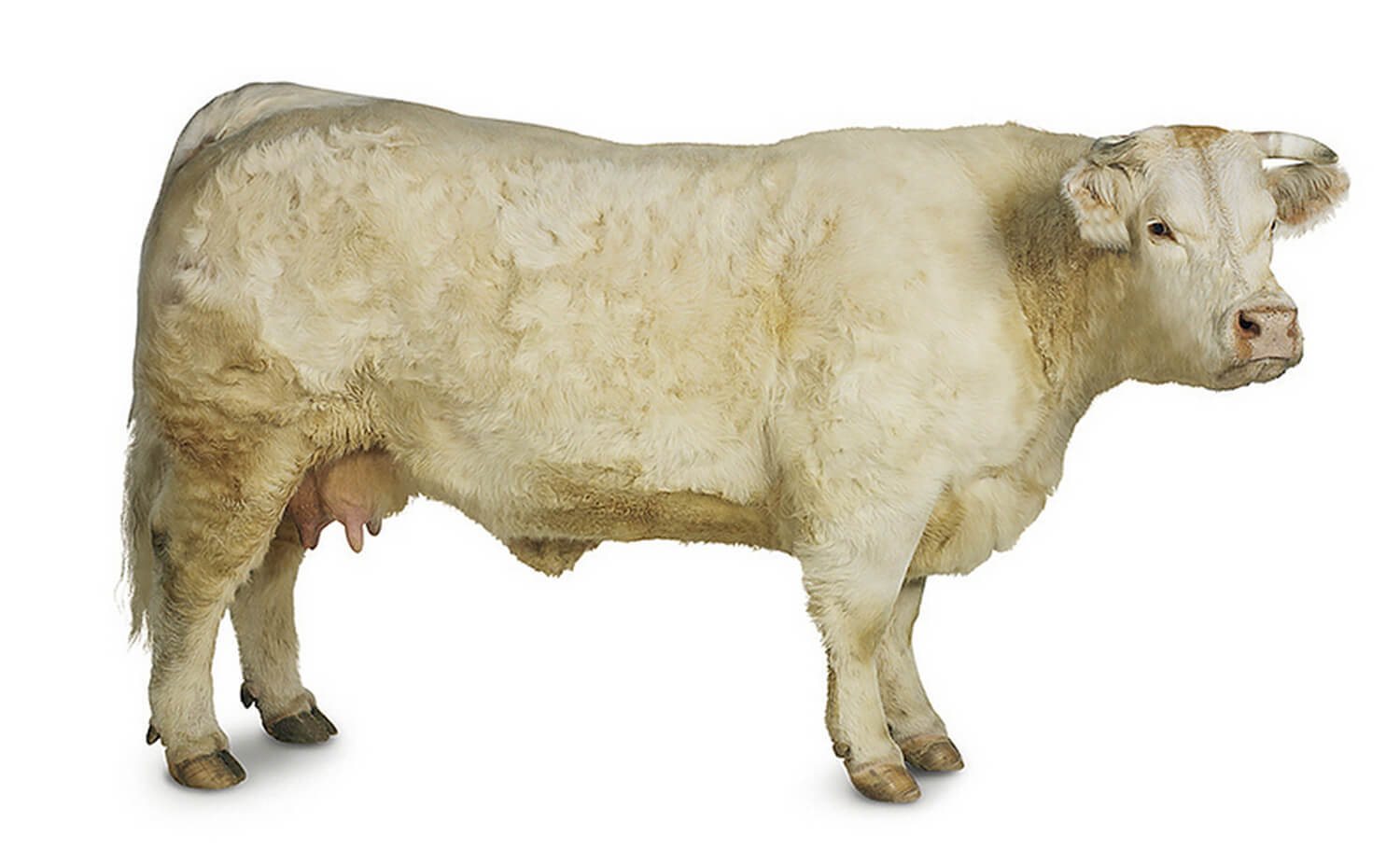 vacas blancas de raza Charolesa