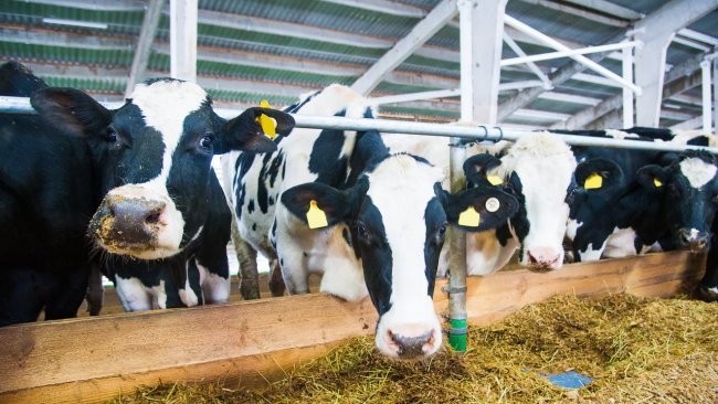 vacas en un comedero