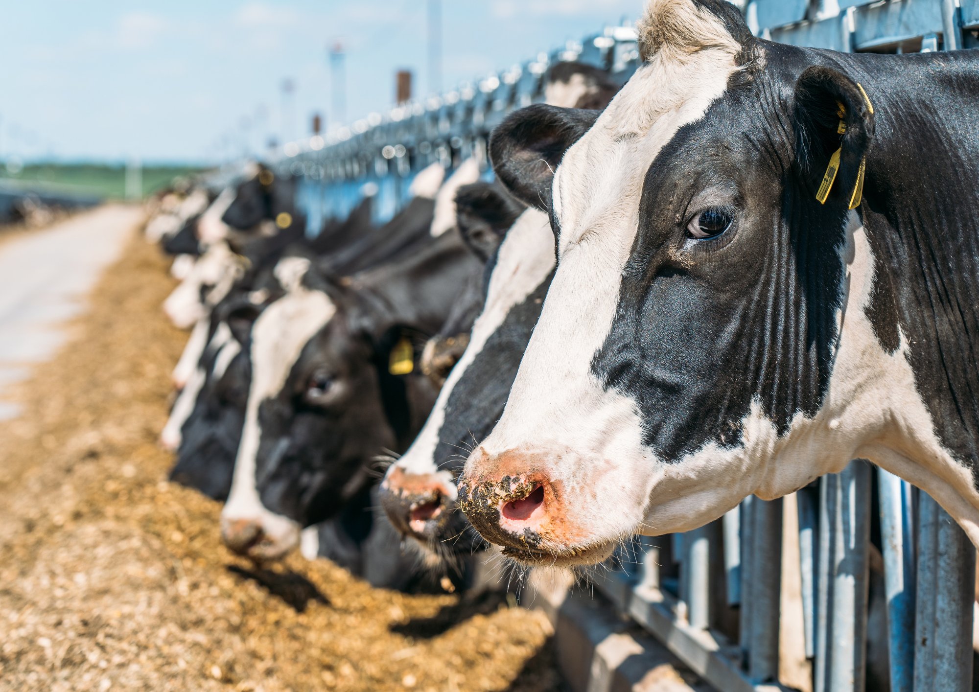 vacas en un comedero