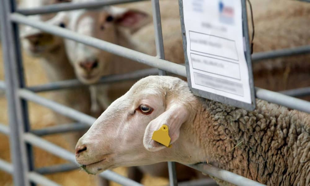 Venta de ovejas en España en ferias